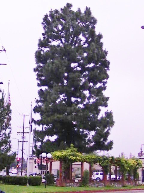 Granada Hills Christmas Tree